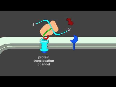 Video: Hva er cellulær binding?