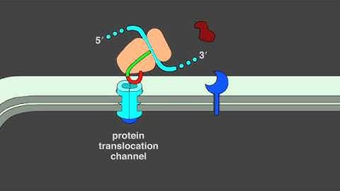 12 5 Protein Translocation