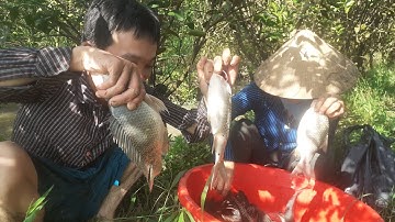 đi thả lưới cá rô phi nào ngờ chúng mánh đàn cá lau kiến khủng!