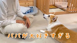 10日ぶりのパパに会うとこうなる