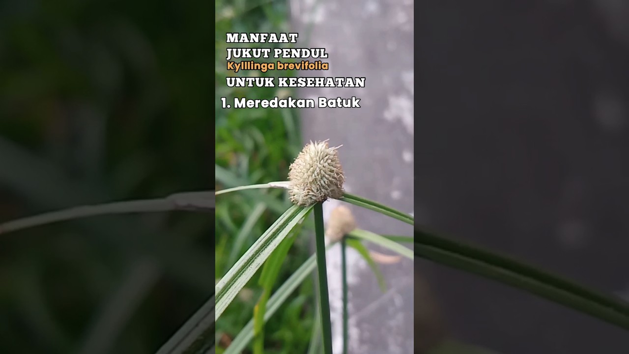 Khasiat Jukut Pendul untuk Kesehatan 