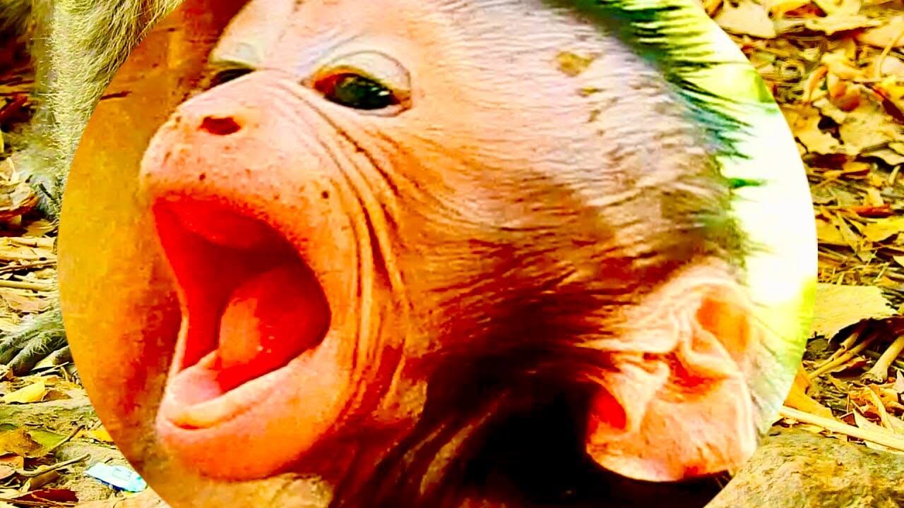 The best action! newborn baby monkey try to request milk mother baby need milk