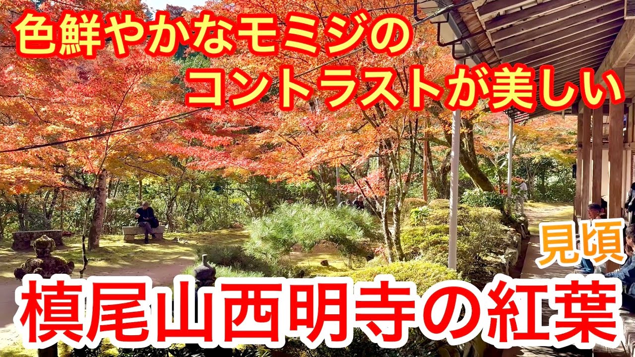 2025年11月16日 【京都の紅葉】色鮮やかなモミジ🍁のコントラストが