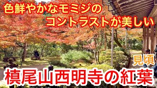 2025年11月16日 【京都の紅葉】色鮮やかなモミジ🍁のコントラストが