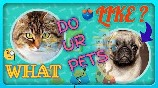 Pet Food Stores Near Me Open Now Open A Pet Store Honest
