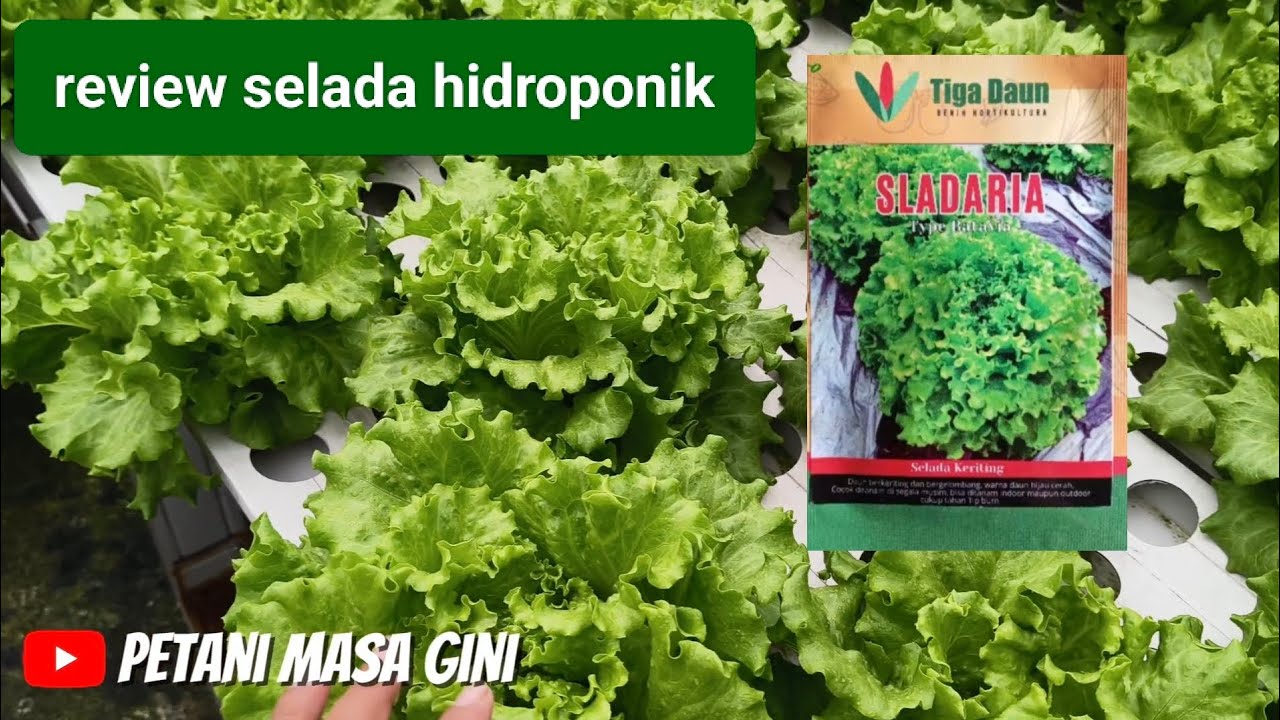 Riview SELADA HIDROPONIK