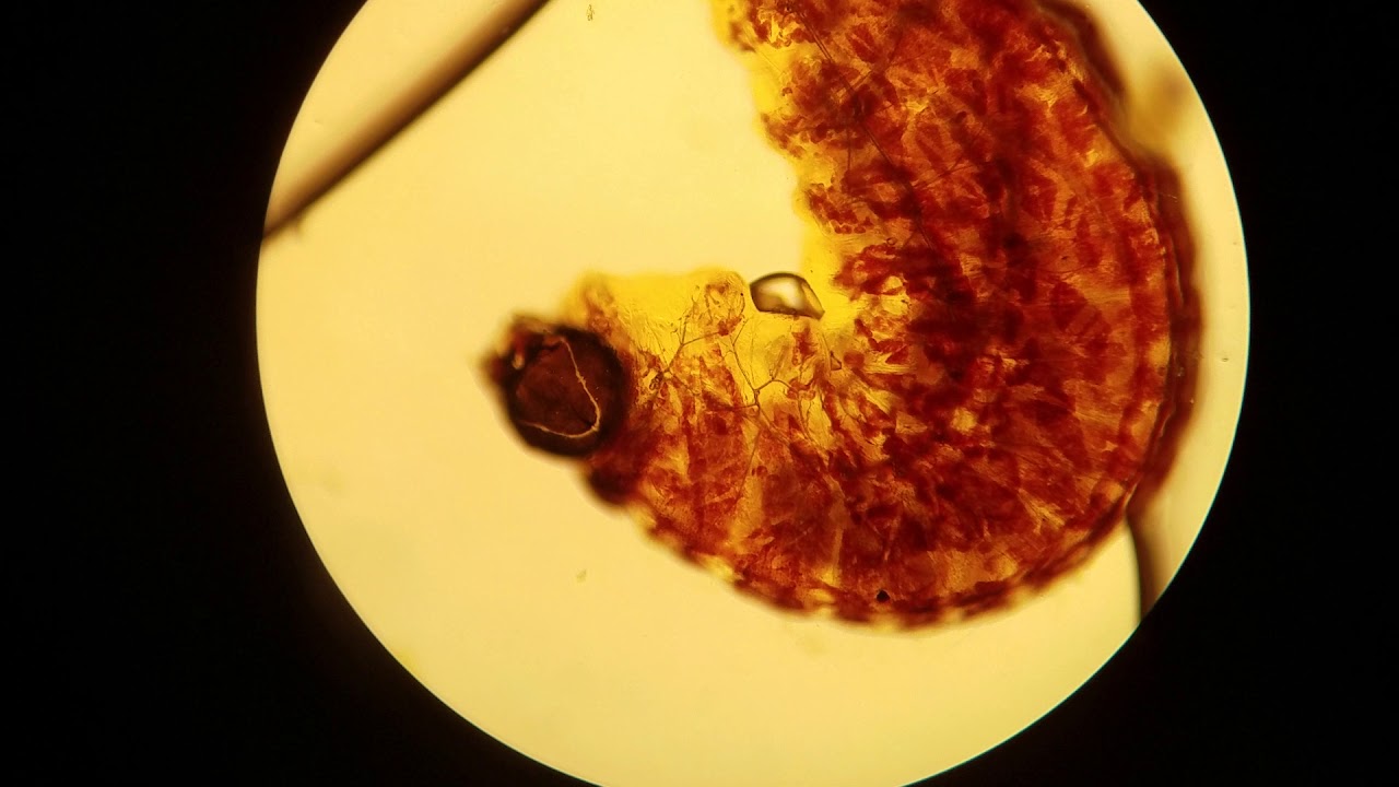 Insect larva found feeding on Azolla microphylla