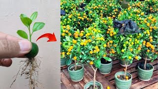 Special skills: Growing a musk oranges tree from musk orange fruit in pot