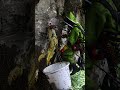 远离药物残留,品味崖蜜的真实。- Taste the Genuine, Far from Residues with Cliff Honey.