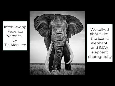 Federico Veronesi Interview by Tin Man Lee: Elephant