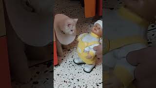 Sweetu ki Chizo par Kabja karne ye kaun aaya | @Sweetupersiancat2024 by Sweetu - The Persian Cat 253 views 1 month ago 5 minutes, 6 seconds