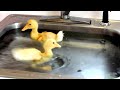 End of video