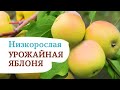 Яблоня ЧУДНОЕ. Один из лучших сортов яблоня для Сибири и Урала