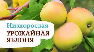 Яблоня ЧУДНОЕ. Один из лучших сортов яблоня для Сибири и Урала