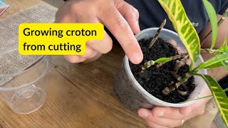 How to Propagate Croton From Cuttings