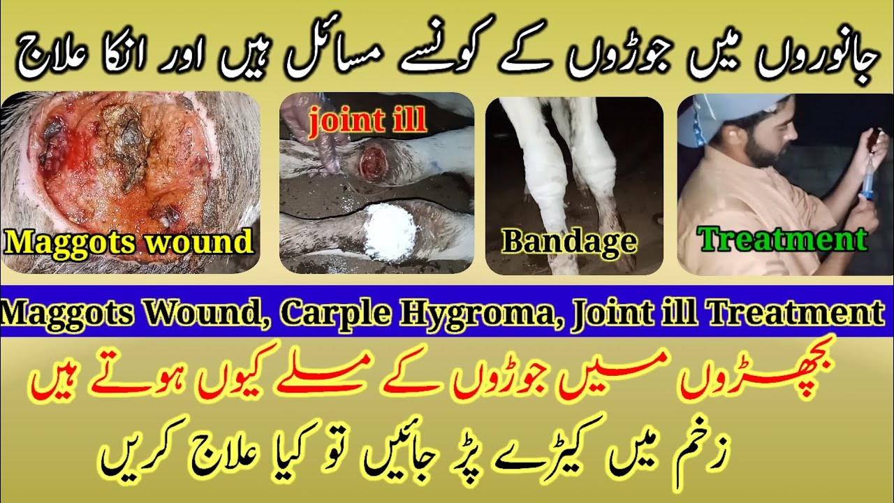 Joint ill Maggots wound's Carple Hygroma treatment in Cattles in