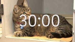 30 Minute Timer with Relaxing Music: Cat Theme