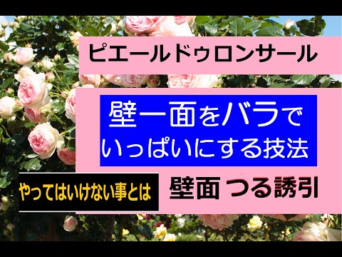 つるバラ やってはいけない事とは 壁一面をつるバラでいっぱいにする技法 Youtube