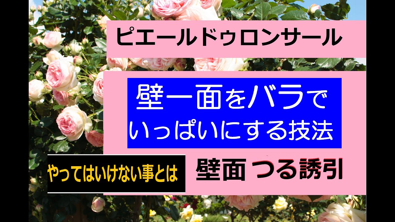 つるバラ やってはいけない事とは 壁一面をつるバラでいっぱいにする技法 Youtube