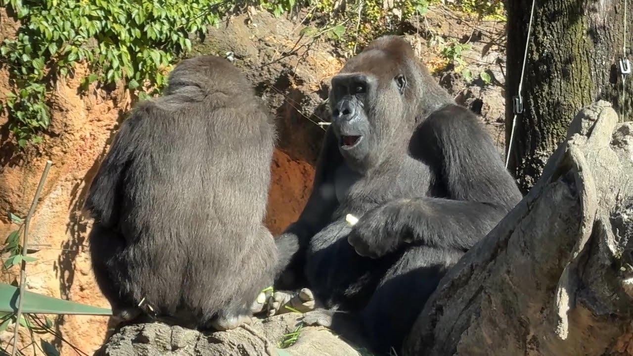 gorilla ママとのんびりするスモモ【2025年‎12月5日】【上野動物園