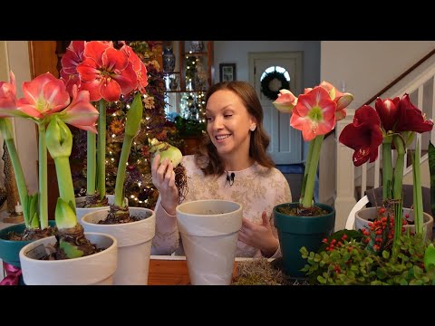 Video: Hoe zorg je voor Amaryllis-bloemen (met afbeeldingen)