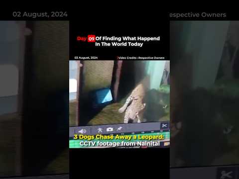 3 dogs attack