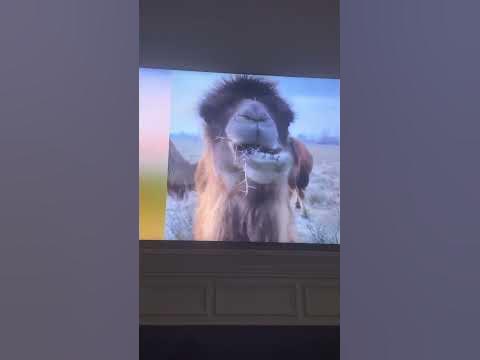 Camels can eat thorns #camel - YouTube