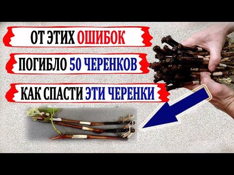 🍇 Никогда ТАК не укореняй! От ЭТОГО погибло 50 черенков винограда. Как укоренить черенки повторно.