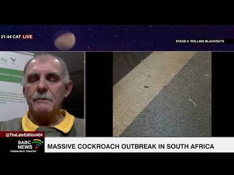 Massive Cockroach Outbreak In South Africa