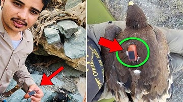 A man found This EAGLE with GPS tracker! He connected it to a computer and couldn’t believe his eyes