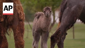 UK zoo welcomes first Bactrian camel calf in 8 years