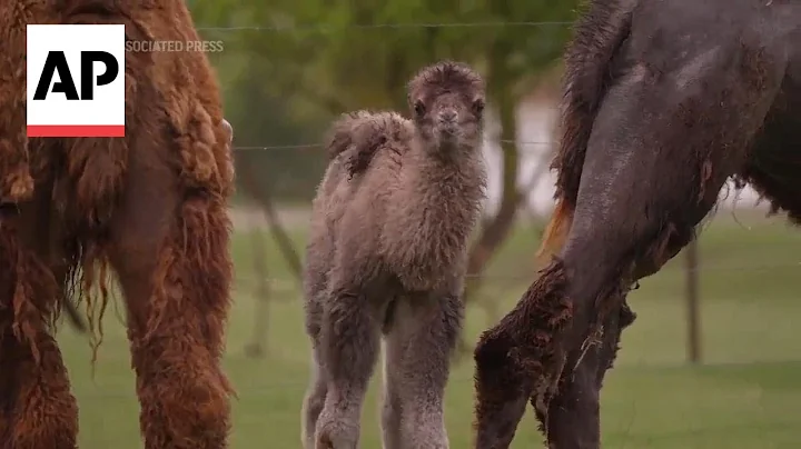 UK zoo welcomes first Bactrian camel calf in 8 years