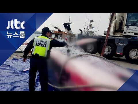 제주 해상서 길이 15.5m 대형고래 사체 발견