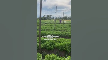 Hoa Cúc Giống Khánh Hòa A NHÀN Đại Đóa Pha Lê Trồng Chậu Cúc Giống Rễ & Cúc Giống Mầm Xuất Bắc Nam