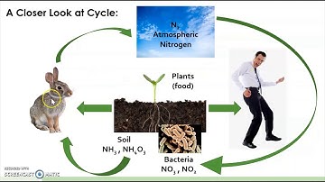 Nitrogen Cycle Presentation Video