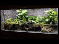 The NEW American Bullfrog Paludarium