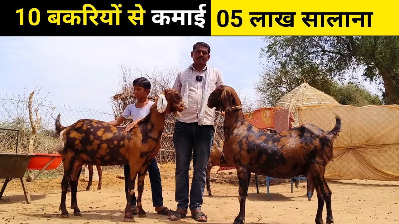 10 बकरियों से 05 लाख कमाई सालाना करता किसान || Sirohi Goat Farming || Harish Yadav