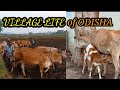 Village life of odishagaon ki zindegiodishagrameen jeevan