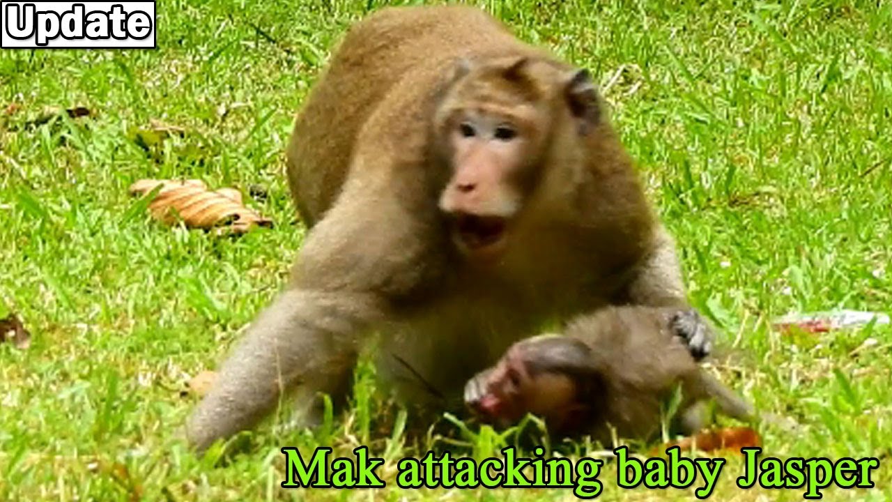Help Me Monkey Mom help me! Poor baby monkey Jasper got temper bite warn by big monkey ...