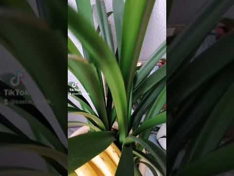 Video: Пигми пальма өстүрүү - Пигми курма пальма дарагына кам көрүү