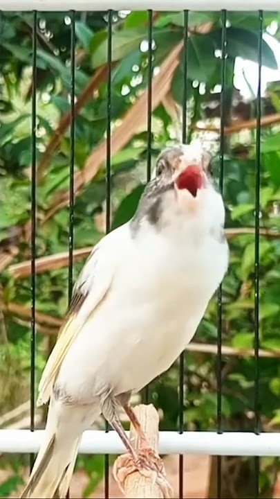 Kenari cuit cuit gacor #kenarigacor #kenari #canary #canario #canarias #kanaria #canĂ¡rio #burung