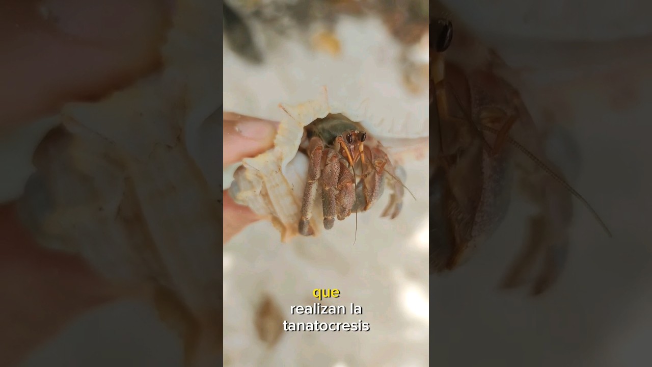 lo que no sabías del cangrejo ermitaño #cangrejo #animales #curiosidades #viral