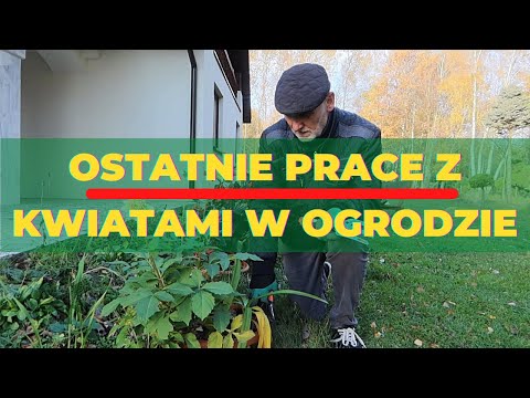 Wideo: Jak Dawać Kwiaty: Zapomniane Tajemnice