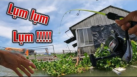 Câu Cá Giữa Dòng Sông Hậu , Tìm Loài Cá 3 Nghạnh