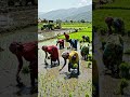 Farmers at their work #aivideo #aianimation #agriculture #farmer