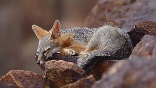 Fox gets his hard-boiled egg, and takes a nap.