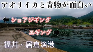 【釣り場動画#137】福井でアオリイカを狙えるエギング穴場、青物も同時に狙えるポテンシャルの高い居倉漁港