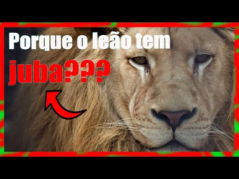 Vídeo: Por Que Um Leão Precisa De Uma Juba Tão Grossa