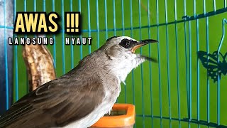 trucukan gacor ROPEL PANJANG buat pancingan trucukan agar bunyi JADIKAN burung trucuk gacor EMOSI