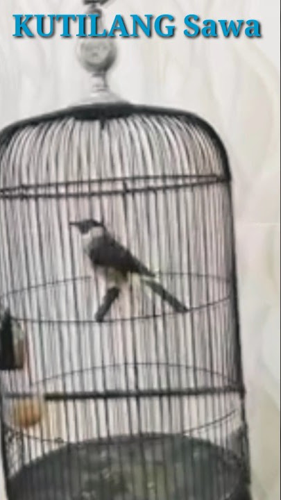 kutilang VIRAL ( SANG RAJA TEMBAK )